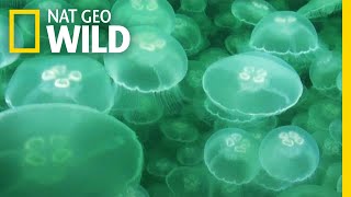 Jellyfish A Success Story  Nat Geo Wild [upl. by Guise165]