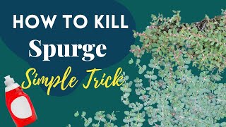 How to Kill Spurge  Simple Trick [upl. by Erlond868]