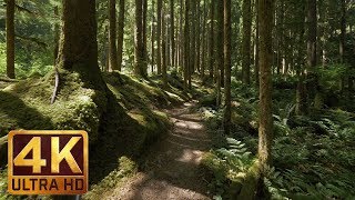 4K Virtual Forest Walk along Middle Fork Trail at Snoqualmie region Part 1 3 HR Relax Music [upl. by Lydon915]