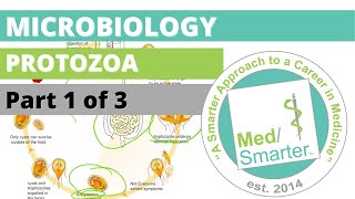 Protozoa  Microbiology  USMLE STEP 1  Part 1 of 3 [upl. by Zilvia]