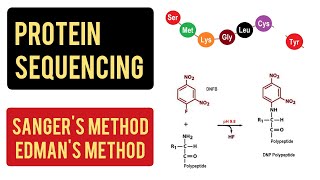 Protein Sequencing  Sangers Method  Edmans Method  Carboxypeptidase Method [upl. by Calan]