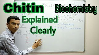 Chitin  Chitin structure  Biochemistry [upl. by Ahsitaf669]