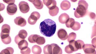 Blood Monocyte cc [upl. by Barnabe]