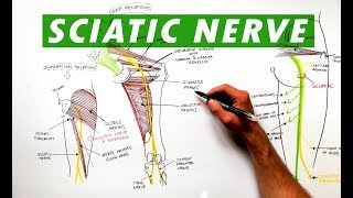 Sciatic Nerve  Anatomy Tutorial [upl. by Suanne]