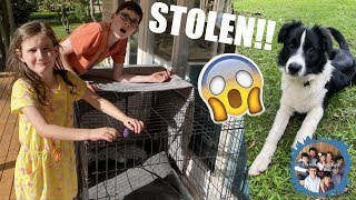 OUR PUPPY WAS STOLEN Were in SHOCK [upl. by Sirdi17]