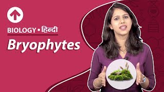 Bryophytes  Hindi  Biology [upl. by Ardnuaek250]