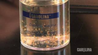 How to Care for Daphnia [upl. by Hennebery]