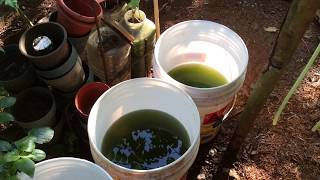 How to grow Green Water Algae [upl. by Anesor]