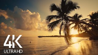 8 HOURS Calm Ocean Waves Sounds  Tropical Beach Sunrise 4K Video [upl. by Notnert]