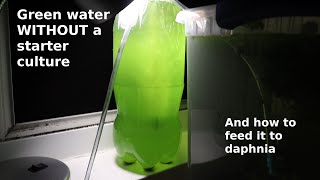 Green Water WITHOUT a Starter Culture  From Scratch  How To [upl. by Alyhc]