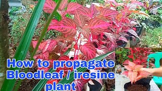 Bloodleaf or Iresine Herbstii Plant Propagation [upl. by Juliette]