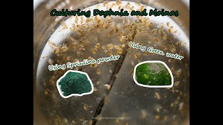 How To Culture Daphnia and Moinas using Green Water Spirulina powder [upl. by Selokcin362]