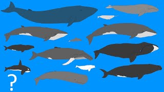 Whales Size Comparison  Animation  Cetacean Whale and Dolphins OLD VERSION [upl. by Donni894]