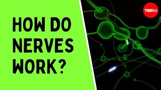 How do nerves work  Elliot Krane [upl. by Liesa]