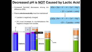 What is Lactate and Lactic Acid [upl. by Grimaldi]