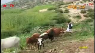 Eritrean bilen music by Temesgen Michealu merina [upl. by Llerad]