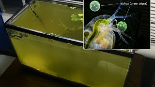 Raising Daphnia for the Freshwater Aquarium [upl. by Powell]