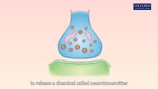 Animation 161 Transmission of nerve impulses between neurones [upl. by Avrom]