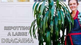 HOW TO REPOT A LARGE DRACAENA  JoyUsGarden [upl. by Ttekcirc]