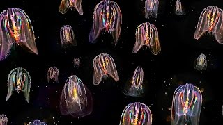 Glowing Neon Jellyfish floating through ocean HD video [upl. by Llenyt]