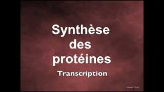 Synthèse des protéines Transcription [upl. by Poore481]