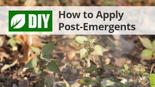 How To Apply PostEmergent Herbicide Weed Killers [upl. by Assereht]