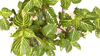 Bloodleaf Plant  Profile Care Propagation [upl. by Armelda]