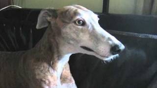 Greyhound Reverse Sneezing [upl. by Neomah]