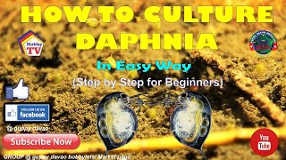 HOW TO CULTURE DAPHNIA In Easy Way [upl. by Eiramoj]