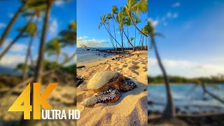 Vertical 4K Nature Film with Music  The Beauty of Big Islands Nature Hawaii [upl. by Nevah916]