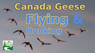 Canada geese flying and honking loud sounds [upl. by Ugo]