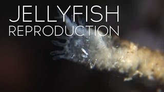 How Jellyfish Reproduce [upl. by Gathers]