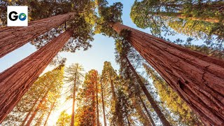 Sequoia amp Kings Canyon National Parks [upl. by Skurnik]