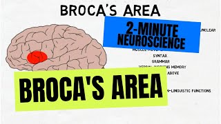 2Minute Neuroscience Brocas Area [upl. by Agler]