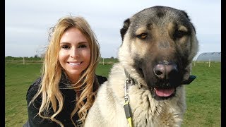 TURKISH KANGAL DOG  WOLF KILLER OR PET [upl. by Junno]